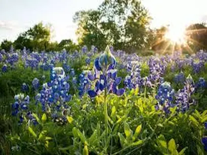 All In Bloom Flowers